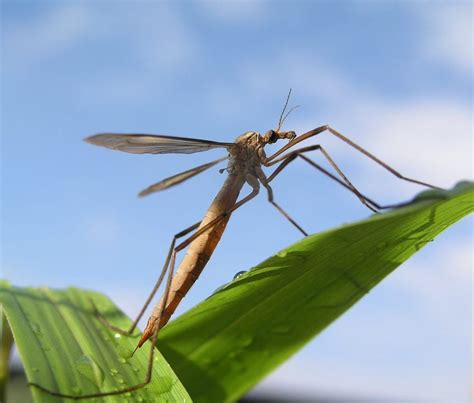 Pest of the Month: Mosquito Hawks | Bayou Cajun Pest Control