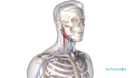 Carotid Endarterectomy Video | Medical Video Library