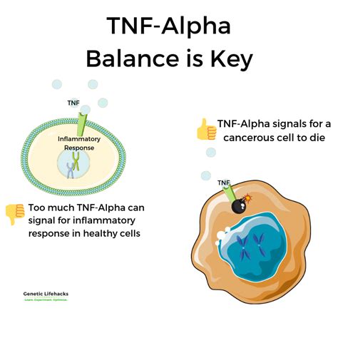 TNF Alpha: Causes of Inflammation and Your Genes