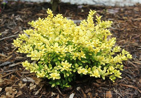 Brass Buckle Holly Brings Bright Color Year-Round - Horticulture