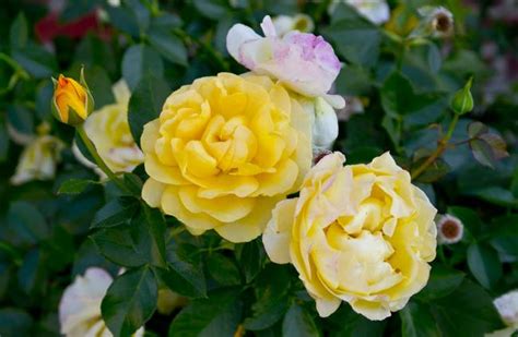 Yellow Double Knockout Roses by Elton Chu