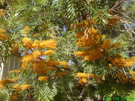 Grevillea robusta – Silky Oak | Gardening With Angus