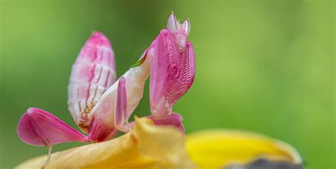 Orchid Mantis | Care Center | Galápagos Reptile Gear