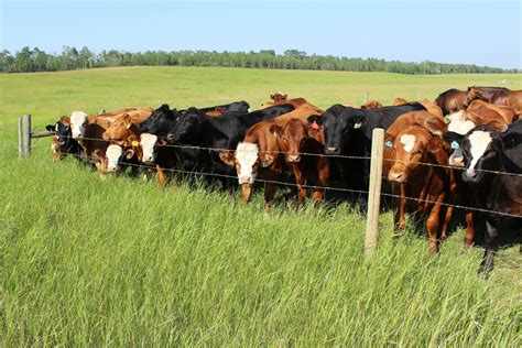 Herd Of Cows Pasture Fence Free Stock Photo - Public Domain Pictures