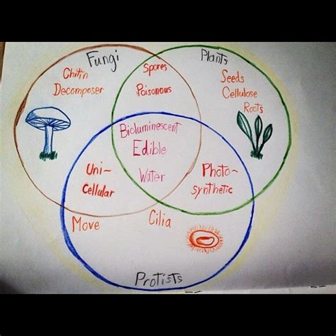 Venn Diagram Of Plants And Animals