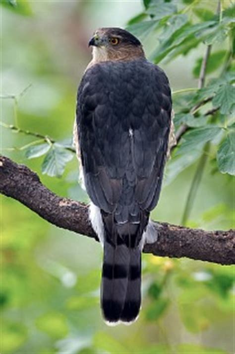 Cooper's Hawk - Photos, facts, and identification tips