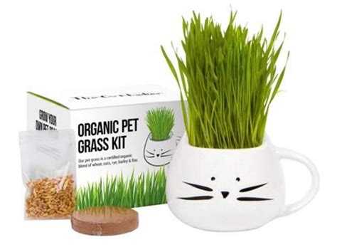 11 Best Cat Grass to Buy, Benefits, Growing and Care | Pet Care Advisors