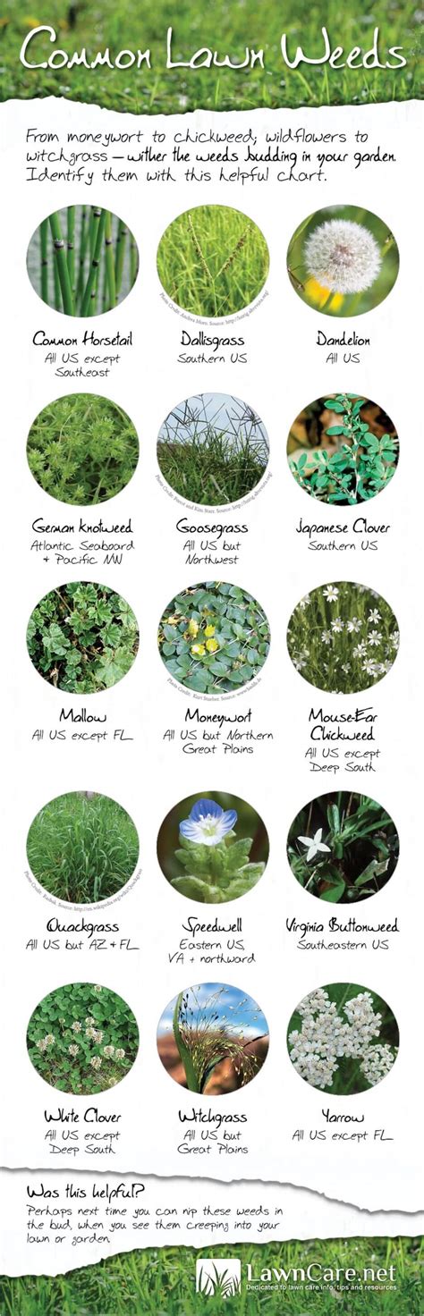 Common Lawn Weeds in America Infographic | GreenPal