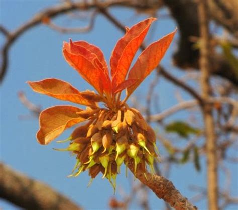 Madhuca longifolia | Purdue University Famine Foods