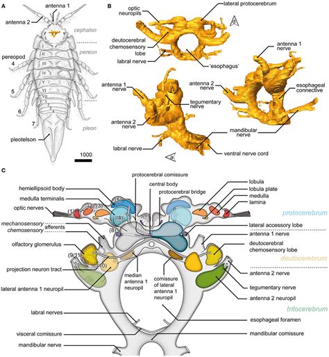 Isopod Anatomy - Anatomy Book