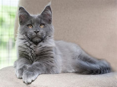 Smoke Maine Coon Cat Breed Info: Pictures, Temperament & Traits - Catster