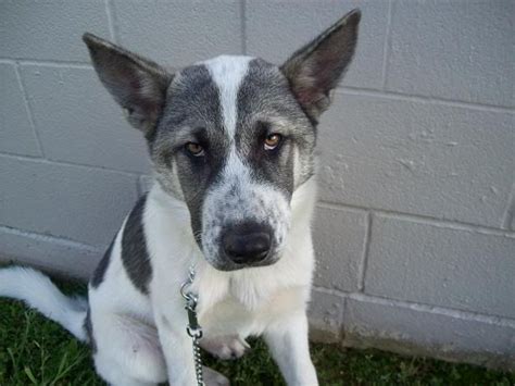 akita pit mix | ... Akita/ Husky mix, but has that distinctive Akita ...