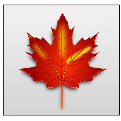 Maple leaf Free Vector / 4Vector