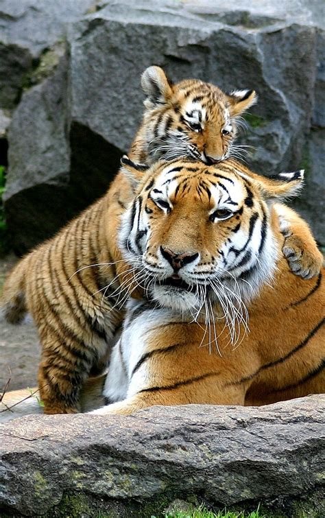 Tiger cub playing with mother - About Wild Animals