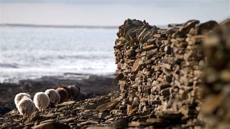 Dyke expert needed for North Ronaldsay's seaweed-eating sheep - BBC News