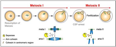 Cells | Free Full-Text | Separase Control and Cohesin Cleavage in ...