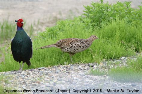 Green (Japanese) Pheasant