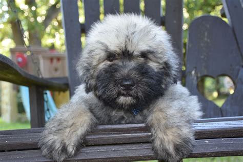 Breeder - Bouvier Puppies for Sale Non Shedding Dog Breeds Bouvier Des ...