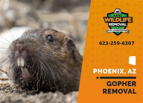 Gopher Trapping and Removal in Phoenix AZ| Call us! 520-479-1536