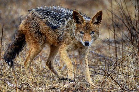 Jackal Symbolism - Spirit Animal Totems