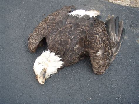 Dead eagle found at base of well-known nest near Strasburg | Local News ...