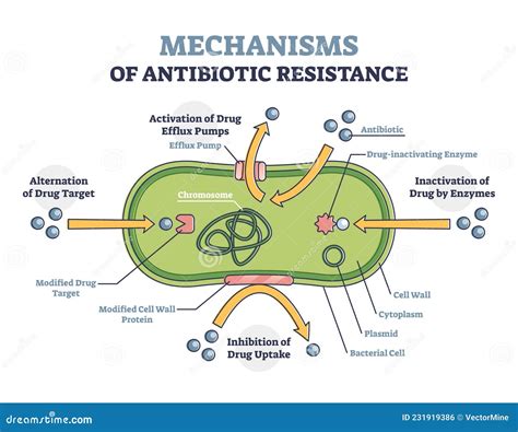 Antibiotic Resistance Outline Diagram, Illustrated Mechanism in ...