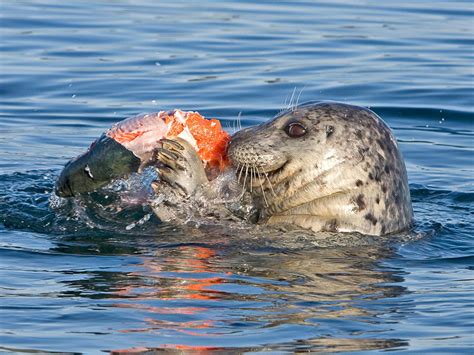 Seals constantly eat sea fish like a delicacy – Way Daily