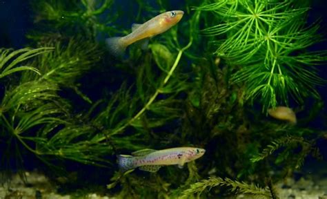 To Get Effective Gardneri Killifish Breeding: Which Methods?