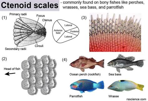 Fish Biology and Fish Scales - Look at fish scales under the microscope ...