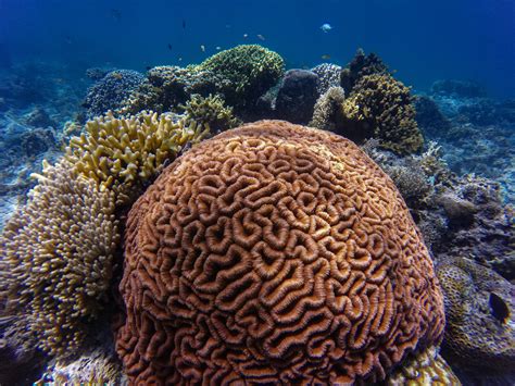 Underwater Photography Reefs