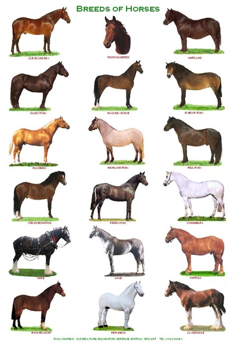 A4 Laminated Posters.Horses, Goats and Pigs | Animals breeding, Horse ...