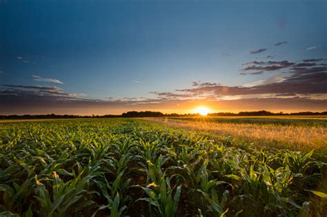 Corn field – free photo on Barnimages