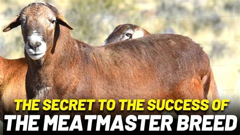 Why choose Meatmaster for your sheep farm? - YouTube