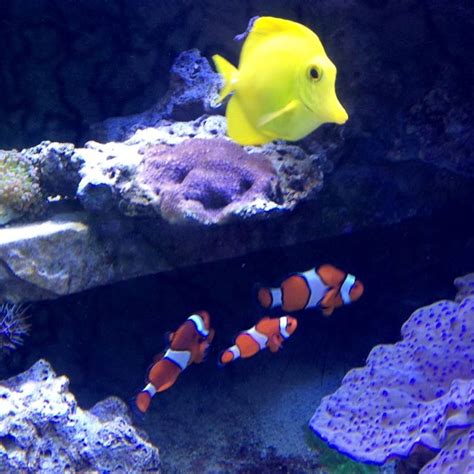 Aquarium Supplies Townsville - Beun Aquarium Fish