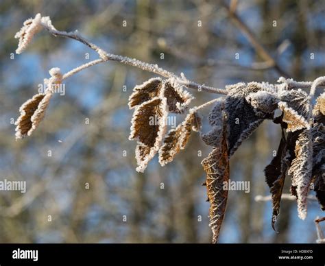 Winter at a castle in Germany Stock Photo - Alamy