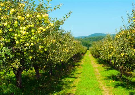 WSMAG.NET BLOG | How to Create a Successful Apple Orchard | Featured ...