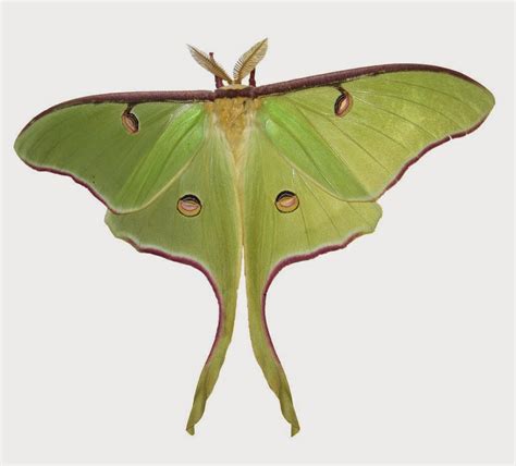 One species a day: Luna moth