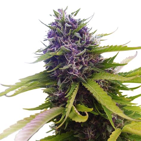 Blueberry Strain - Growing Tips and Medical Effects | Marijuana Guides