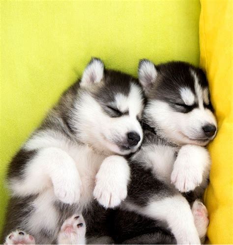 Baby Husky Wallpapers - Top Free Baby Husky Backgrounds - WallpaperAccess