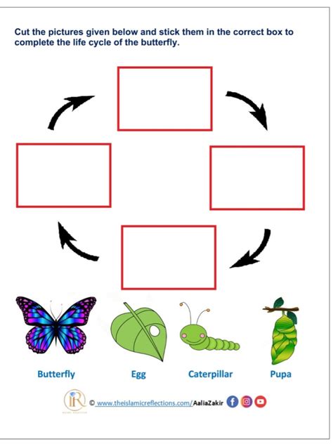 Life cycle of a butterfly - Islamic Reflections