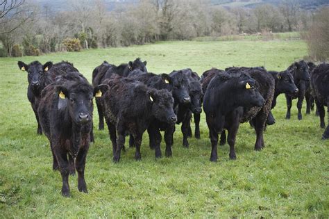 6 steps to successful organic beef production - Agriland.ie