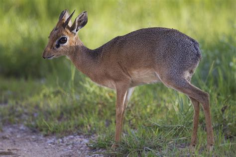 The Dik Dik! (a tiny type of antelope) : aww