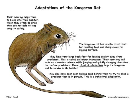 Adaptations of the Kangaroo Rat