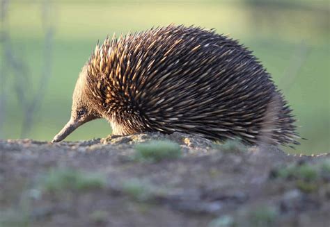 Attenborough’s Long-Beaked Echidna: Strange Egg-Laying Mammal Spotted ...