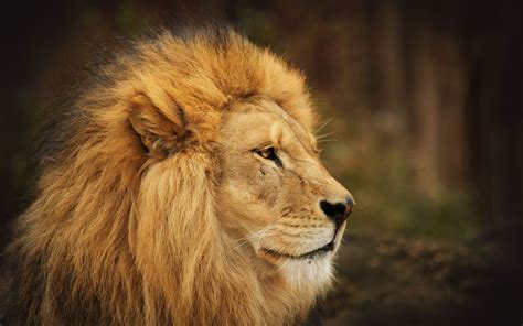 Free Lion Face Images, Download Free Lion Face Images png images, Free ...