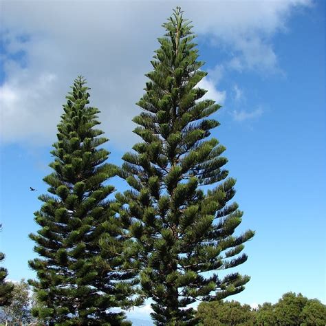 Araucaria columnaris - Cook pine or New Caledonian pine