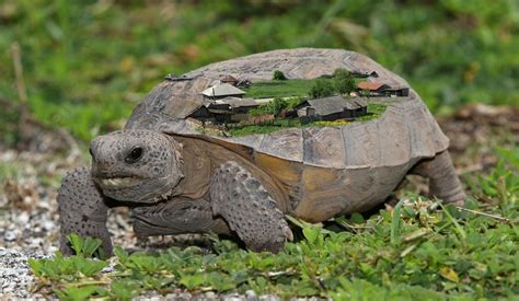 Gopher Tortoise burrows can be up to 40 miles (64 kilometers) long and ...