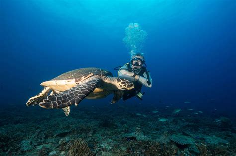 Diving & snorkelling in Seychelles | Expert Africa