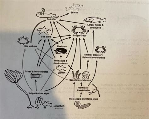 Solved The diagram below illustrates the food web for a kelp | Chegg.com