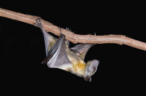 Why Bats Are Such Good Hosts for Ebola and Other Deadly Diseases | WIRED